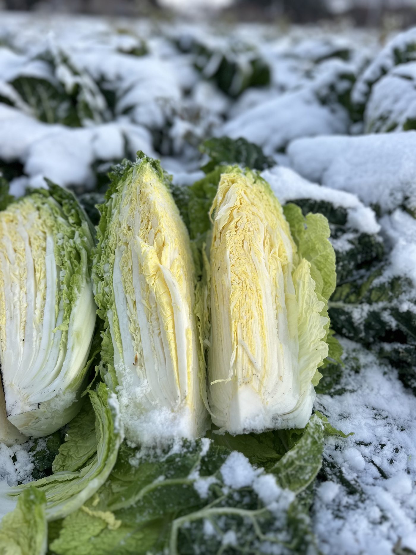 雪の中で切った白菜の断面（黄芯）